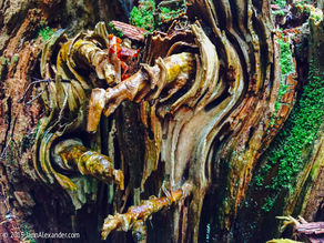 Rewards on A Rainy Day in the Maine Woods
