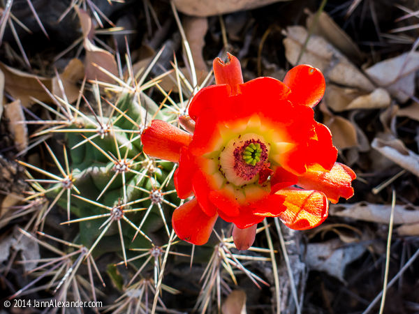 Earthly Pleasures by Jann Alexander ©2014