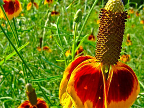 Mexican Hats Are Back!