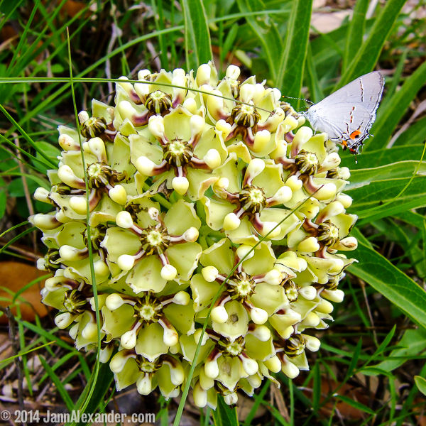 Orange on Milkweed by Jann Alexander © 2014