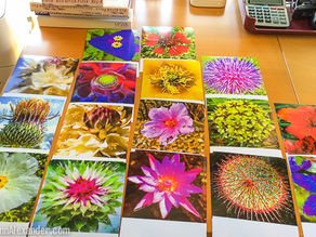 The Power of the Flower . . . and the Pie