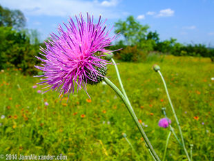 a pretty pink Texas thistle flower in the field