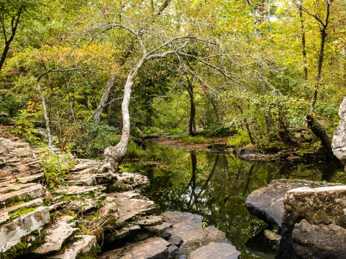 A Walk in the Woods