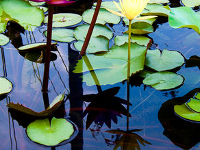 A Collection of Reflections