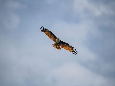 Day 53: You Were Born to Fly