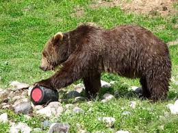 BEAR KEGS and PRICING STRATEGY: 5 Lessons Learned