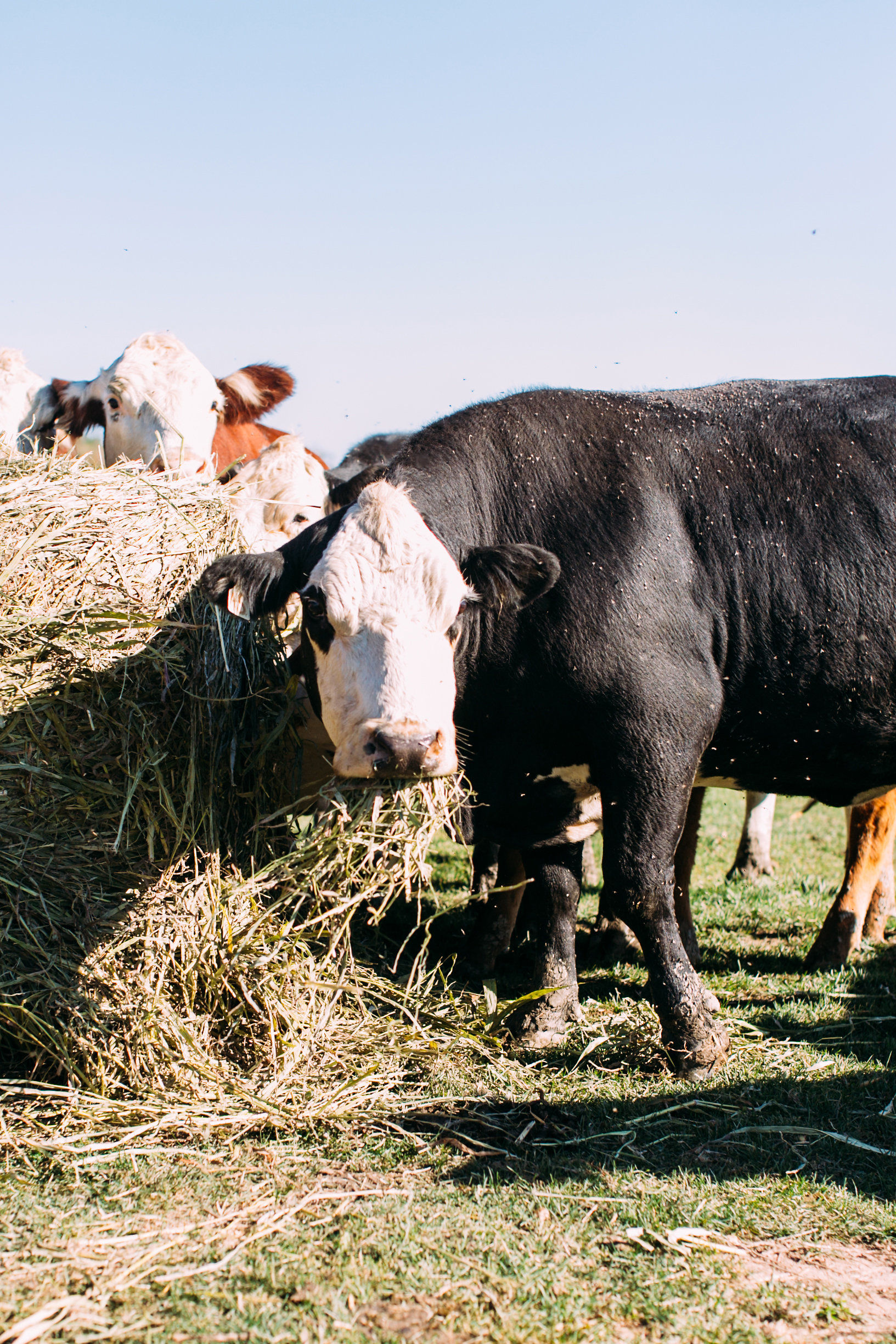 Feed a Cow for 1 Year!