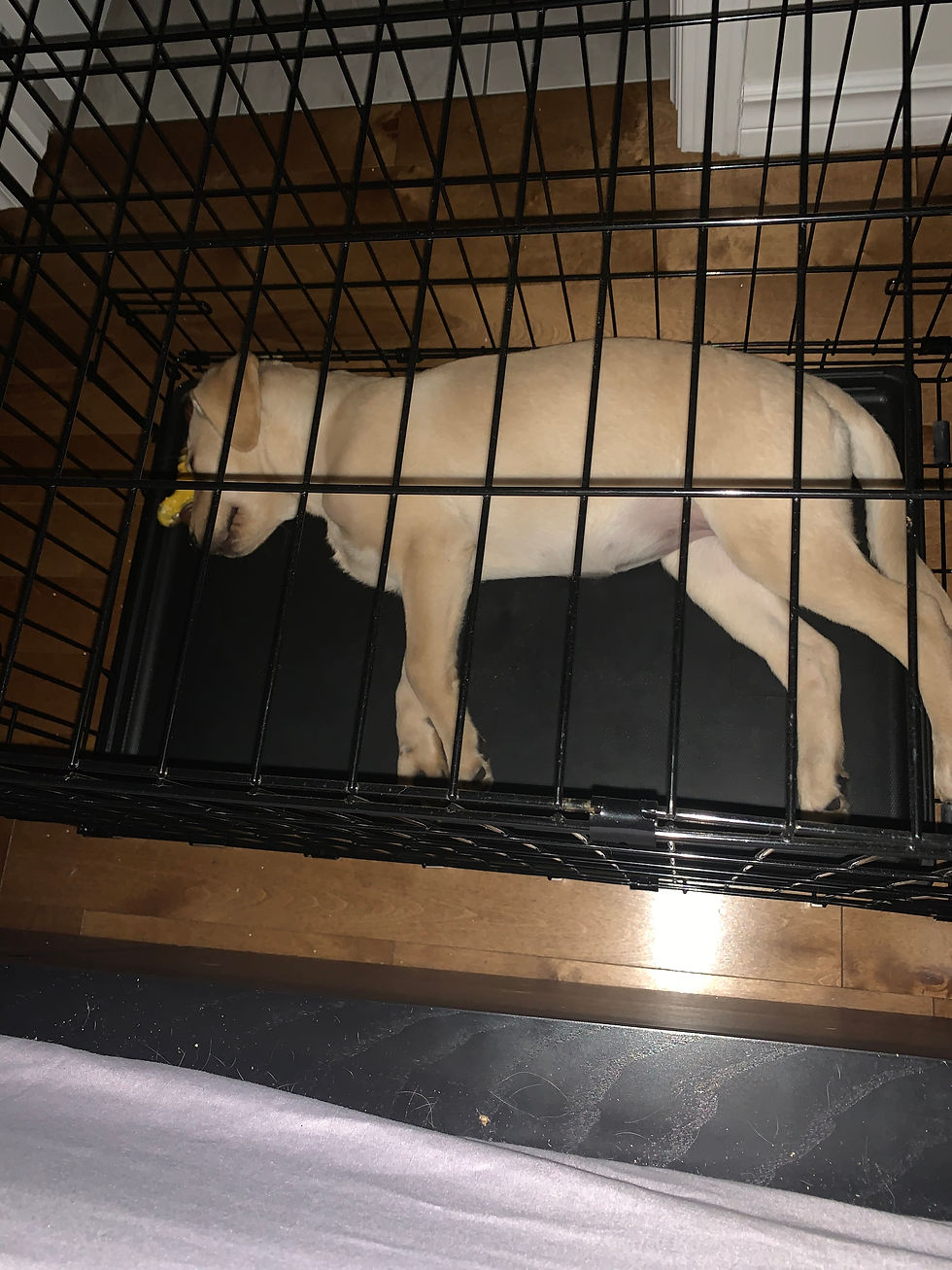 Skittles would sleep in the crate at night (for the first few weeks). She was sick one night, so I took her out and put her on the bed with me, and there was no going back for her! She would hurt herself trying to get out