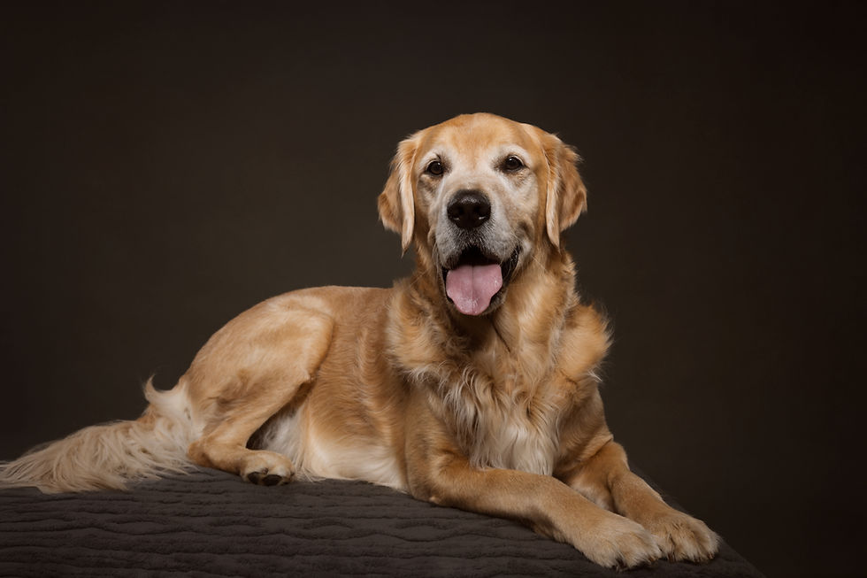 Gold retriever laying down, fine art dog photography