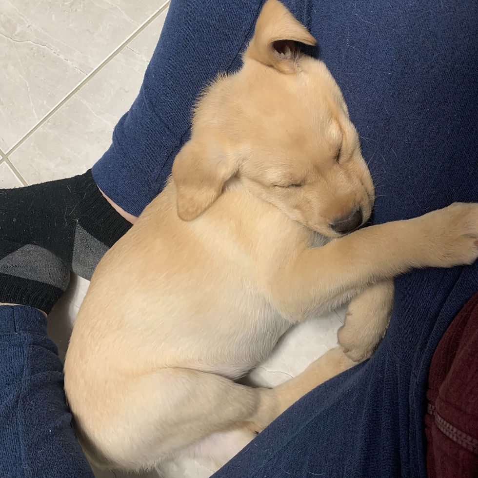 Yellow Labrador Puppy Sleeping