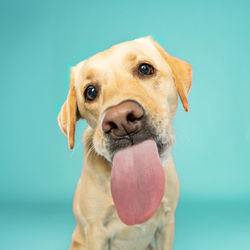 Skittles-Tongue Out 