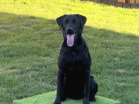 Black lab learning place