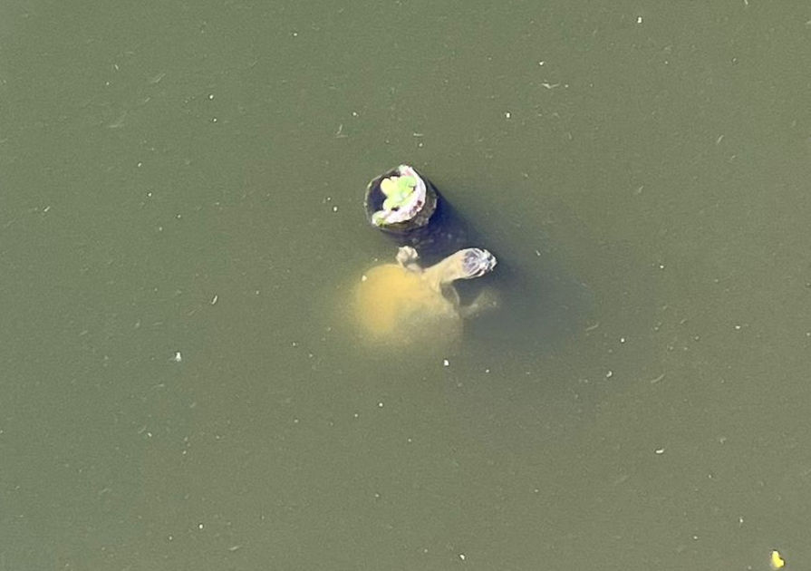 Cágado presentes na lagoa no município de Lagoa do Carro - PE. Fonte: Rodrigues, 2024.