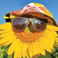 web_Sunflowers_AS25.jpg