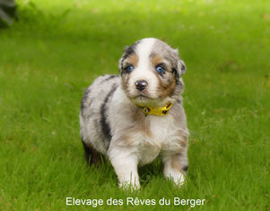 Mâle berger australien LOF, bleu merle, 2 yeux bleus, queue longue