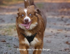 Femelle berger australien rouge tricolore, yeux bleus, queue longue, LOF