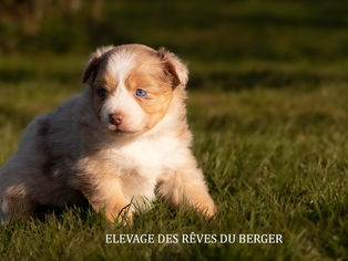 Femelle berger australien, rouge merle, yeux bleus, LOF, queue longue