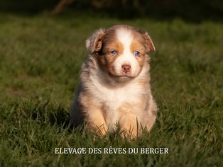 Femelle berger australien, rouge merle, yeux bleus, LOF, queue longue