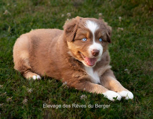 Chiot berger australien, femelle, rouge tricolore, yeux bleus 