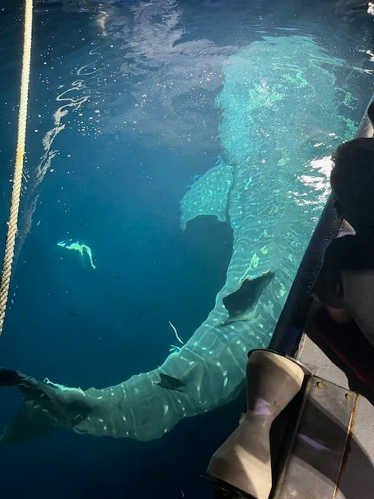 A whale shark.