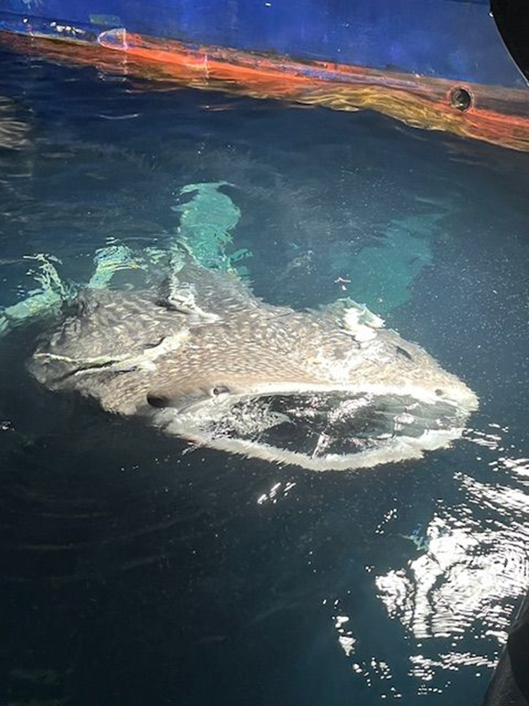 Whale shark siphoning plankton.