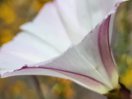 Unlocking the Power of Somatic Intelligence: A Guide to Connecting Mind and Body