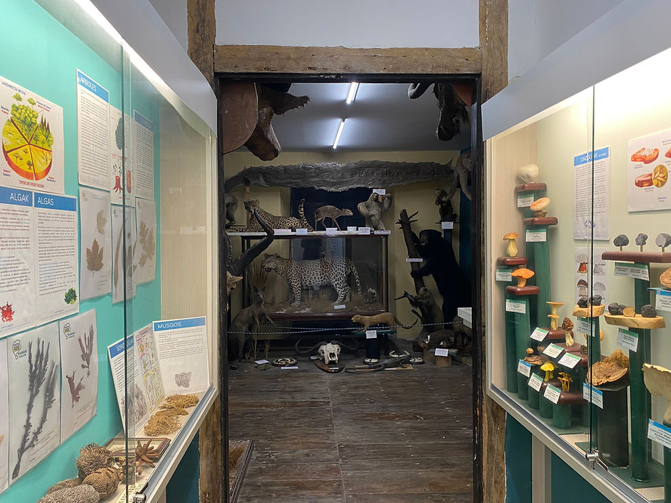 HONTZA MUSEOA