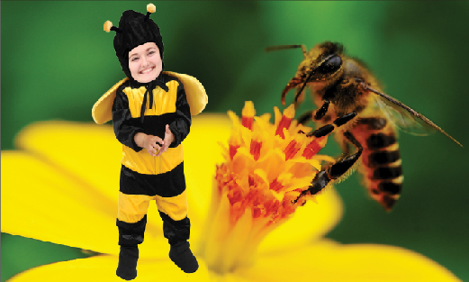 Danara the Bee