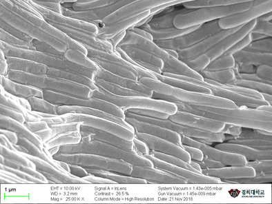 ILDONG Bioscience's Latest Safety Publication on Lactobacillus bulgaricus IDCC 3601
