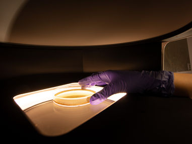 Exploring the Microbial Universe: The Role of NGS in Probiotics Research