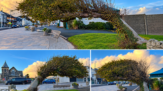 bendy tree