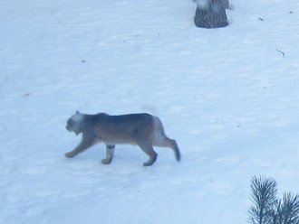 Bobcat Sighting