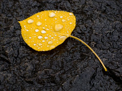 Yellow leaf black bg.jpg