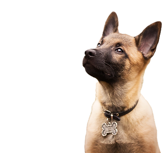 Chiot malinois se demandant ce qu'il va apprendre s'il intègre la pension-éducation.