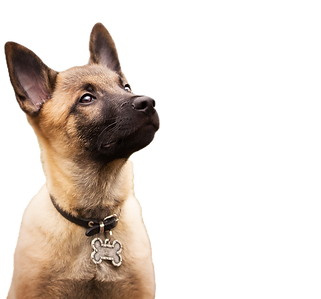 Chiot malinois se demandant ce qu'il va apprendre s'il intègre la pension-éducation
