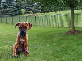 black aluminum dog fence puppy safety run