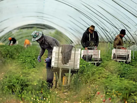 As incoerências de um governo virado à direita, o exemplo do sector da agricultura