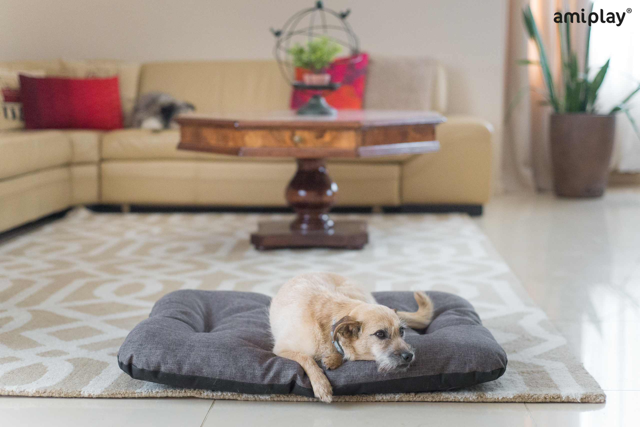 PALERMO-Cojín rectangular.jpg