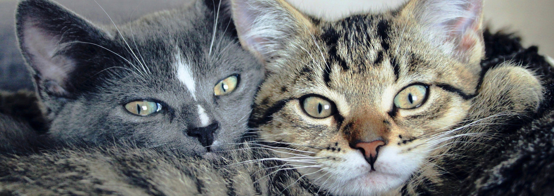 ねこ2.jpg