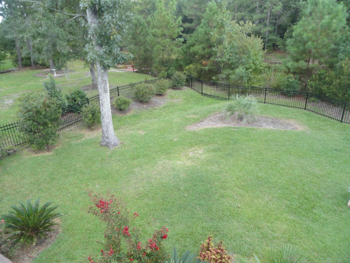 Back yard