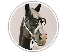 La communication intuitive : un outil pour mieux comprendre et accompagner l'animal. Respect et bienveillance.