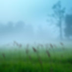 misty meadow early morning.jpg