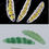 Thumbnail: Fusarium I & II earrings