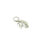 Thumbnail: Pendant chrysanthotrichum allolentum