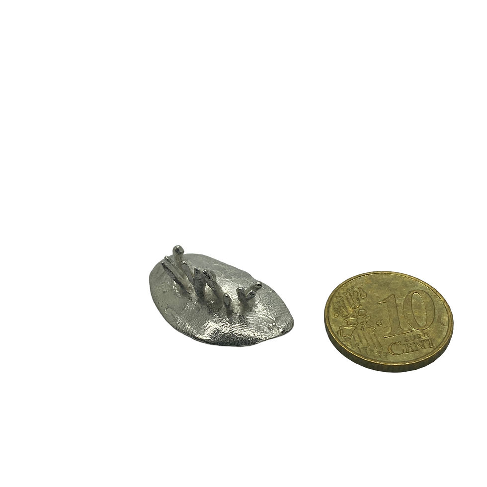 Thumbnail: Acrospermum compressum stickpin