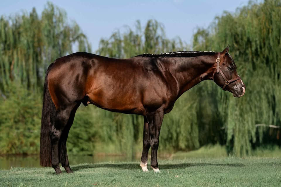 Wild Cardd AQHA
