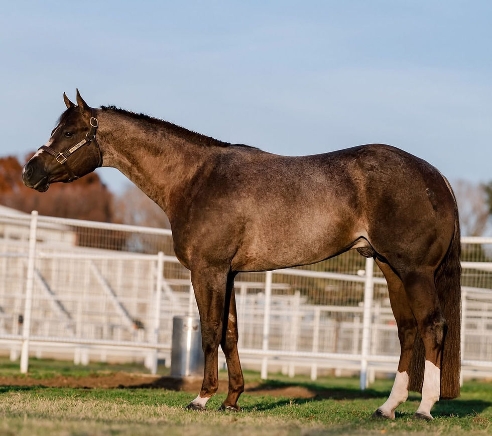 Thumbnail: First Thingz First AQHA