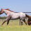 Thumbnail: VS Code Red AQHA