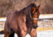 Good Thing Im Invitd AQHA