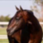 Thumbnail: Wild Cardd AQHA